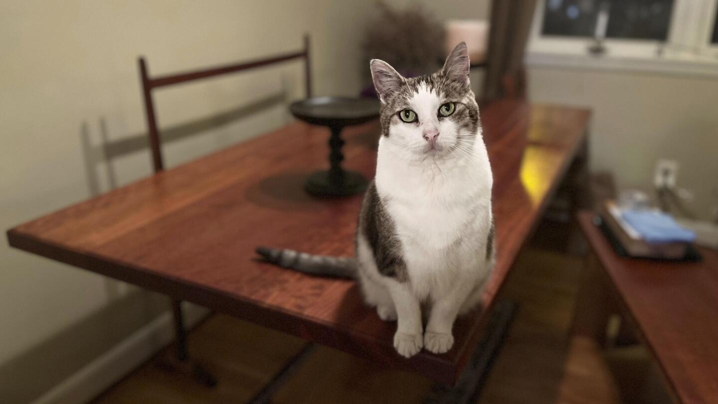 Insulin for cats cost clearance
